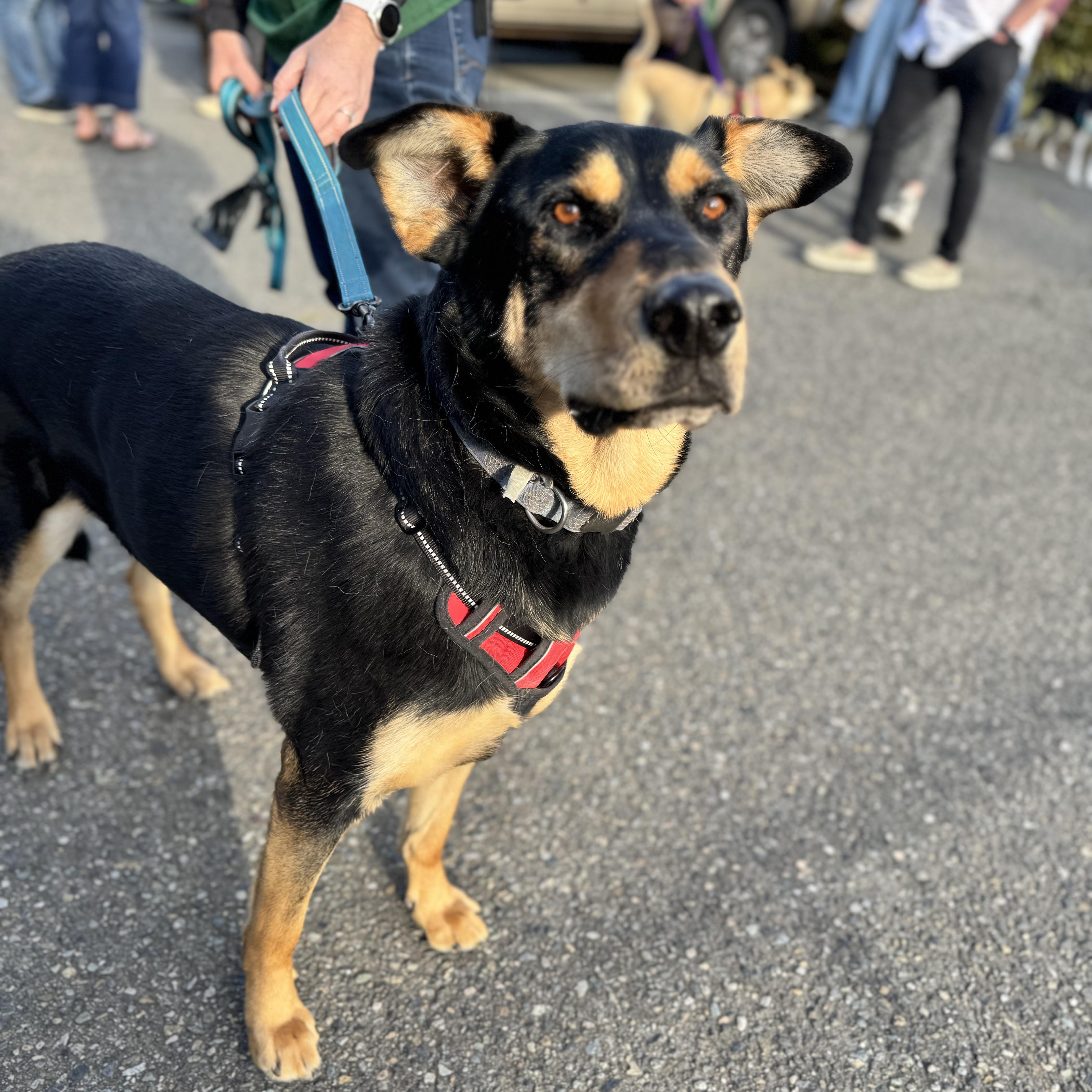 Hunter - Tall, Sweet Dude Looking for His People, Adoptable, Adult Male Doberman Pinscher.