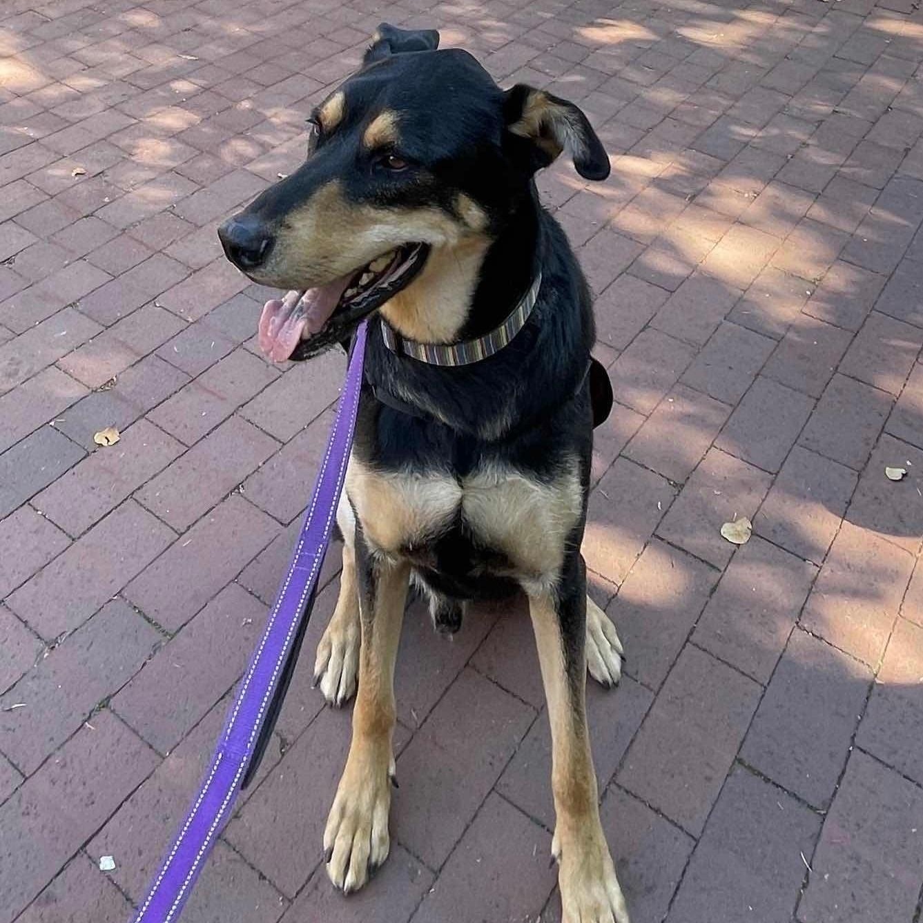 Enlarge Hunter - Tall, Sweet Dude Looking for His People, a Adoptable mixed breed in Seattle, WA image 2/5