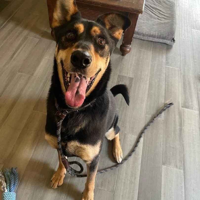Enlarge Hunter - Tall, Sweet Dude Looking for His People, a Adoptable mixed breed in Seattle, WA image 3/5