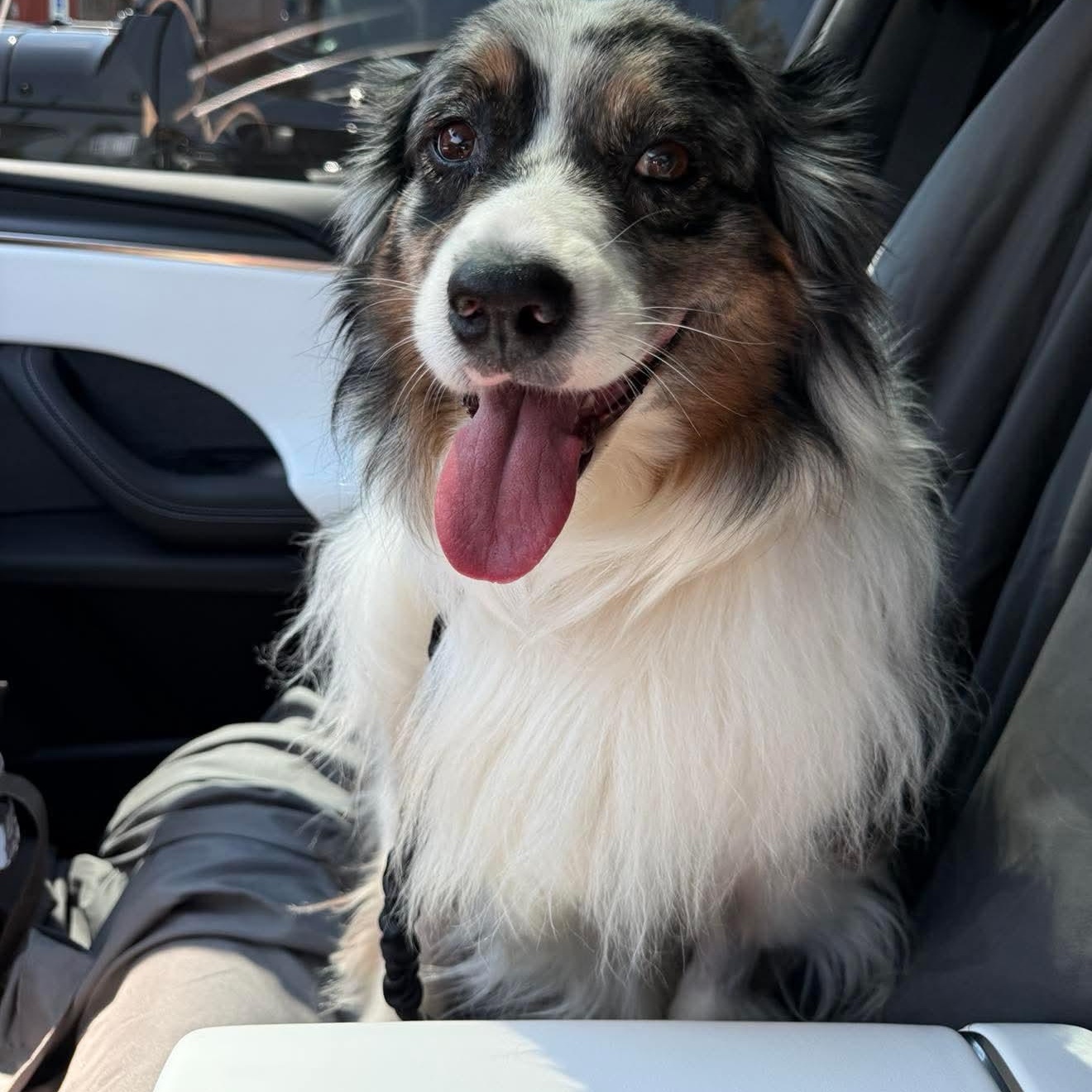 Lottie, adopted, Adult Female Australian Shepherd.
