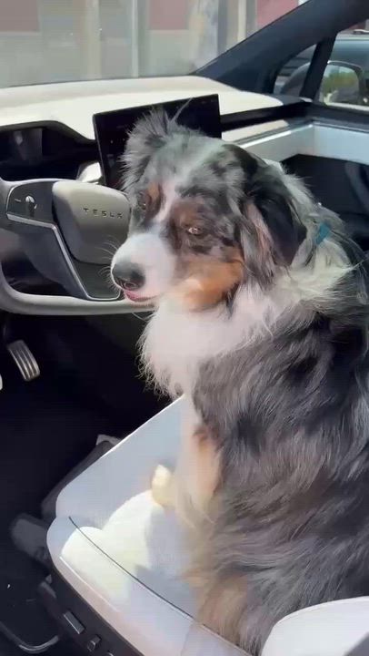 Enlarge Lottie, an adopted mixed breed in Minooka, IL video 3/3