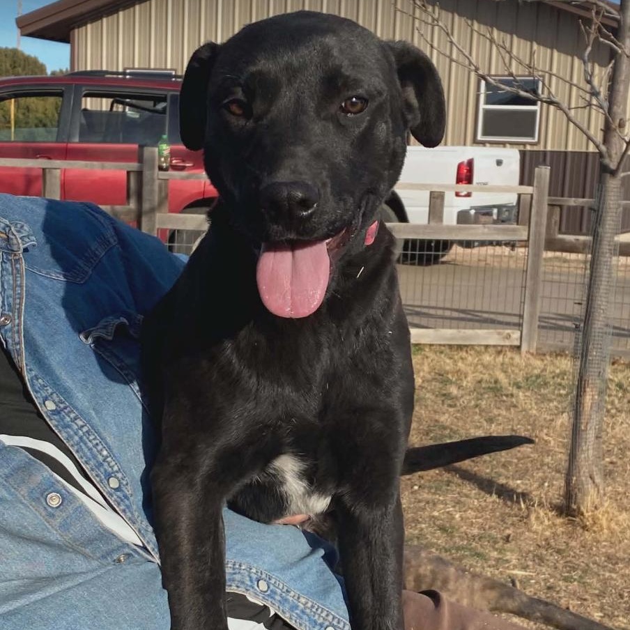 Lily, ADOPTABLE, Young Female Labrador Retriever & Pit Bull Terrier.