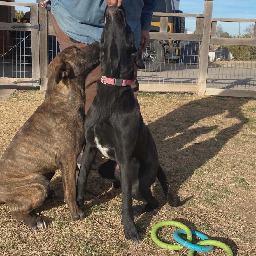 Enlarge Lily, a ADOPTABLE mixed breed in Amarillo, TX image 3/4