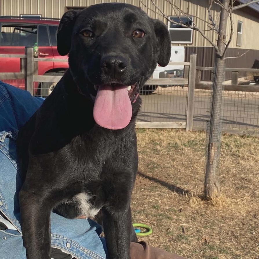 Enlarge Lily, a ADOPTABLE mixed breed in Amarillo, TX image 2/4