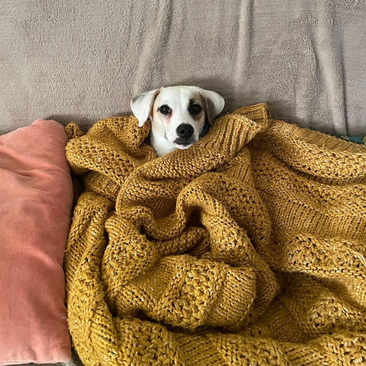 Winston, Adoptable, Puppy Male Jack Russell Terrier.