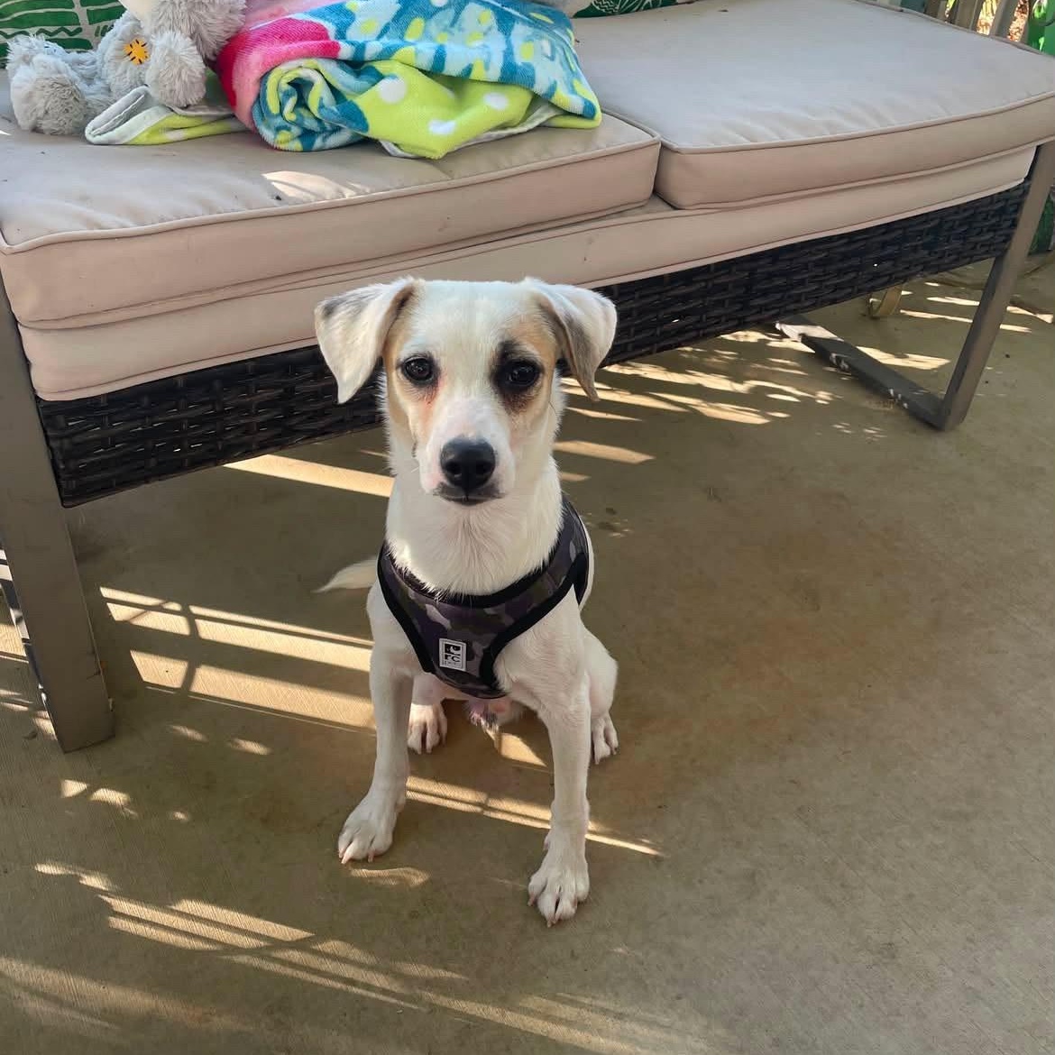 Enlarge Winston, a Adoptable mixed breed in Van Nuys, CA image 2/4