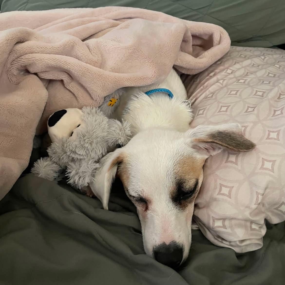 Enlarge Winston, a Adoptable mixed breed in Van Nuys, CA image 3/4