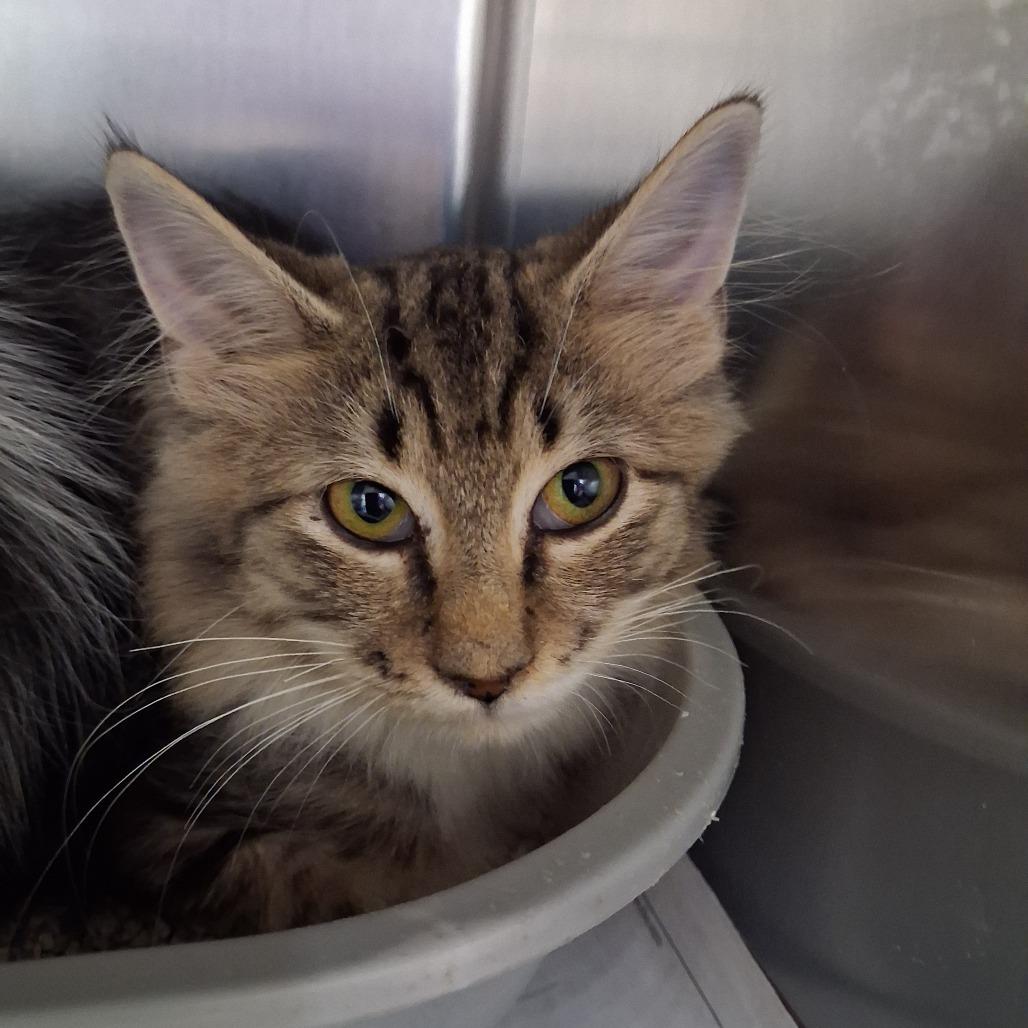 Scribble, Adoptable, Kitten Female Domestic Medium Hair.