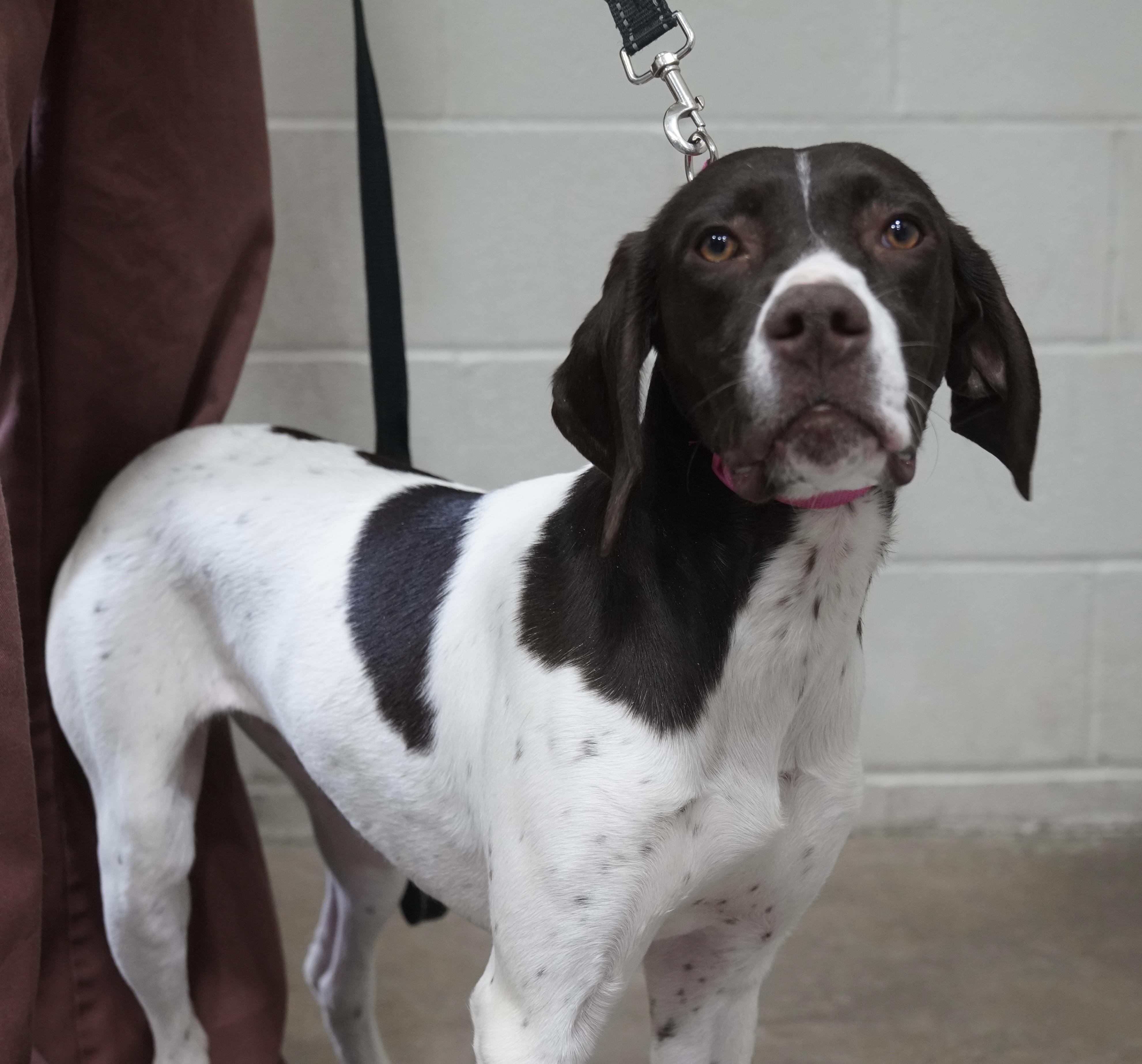 Enlarge Piper , an adopted German Shorthaired Pointer in Pottsville, PA image 2/3