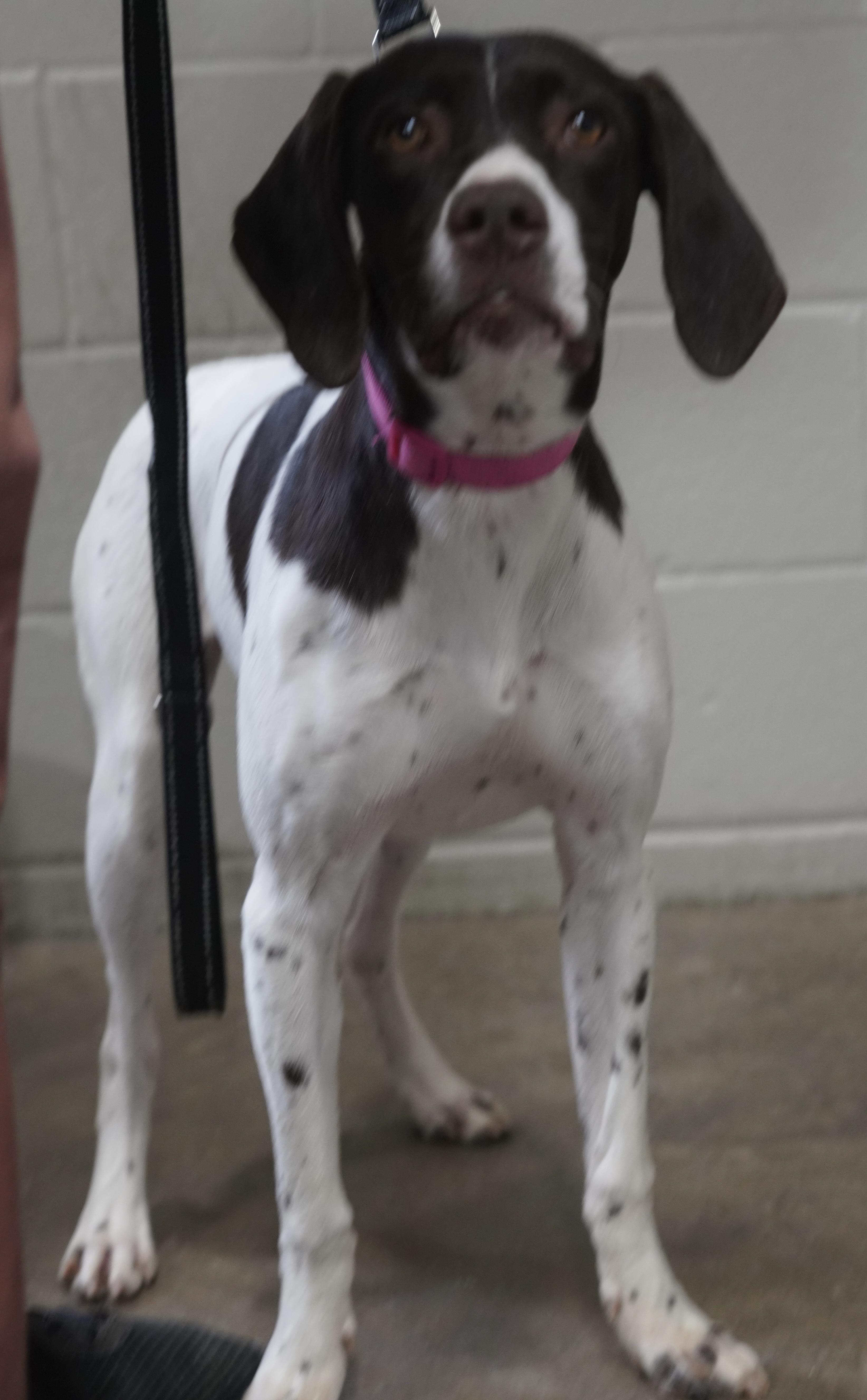 Enlarge Piper , an adopted German Shorthaired Pointer in Pottsville, PA image 3/3