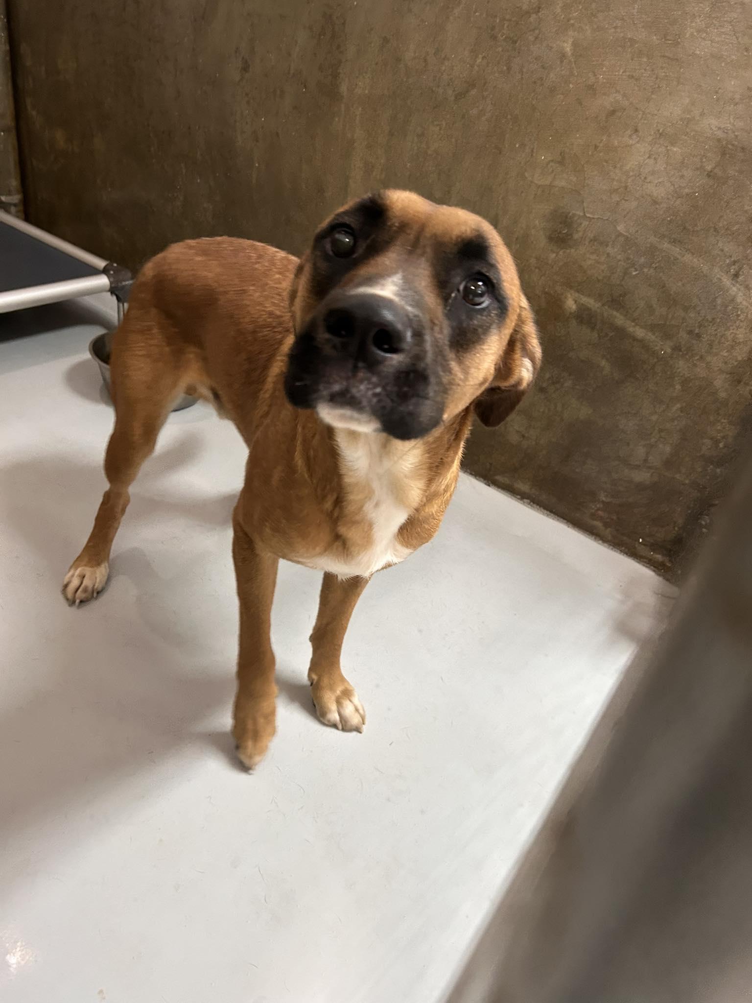 Enlarge Rowdy, an adopted Mixed Breed in Germanton, NC image 1/1