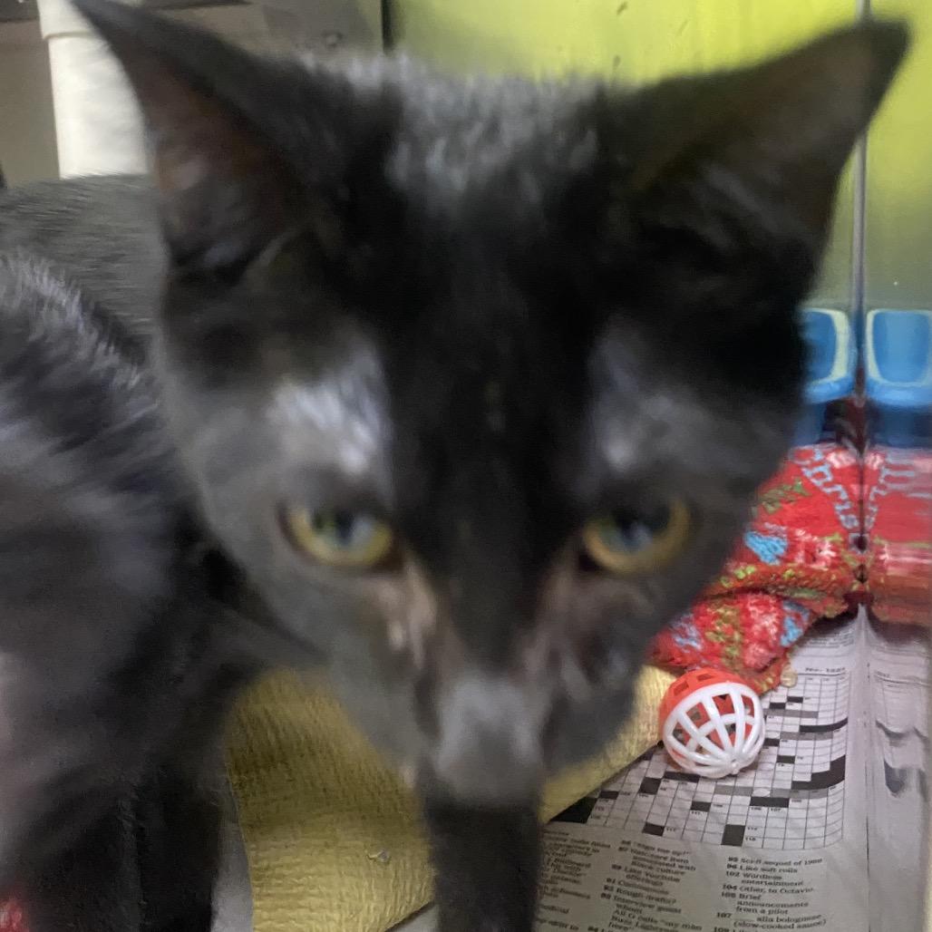 Splash (Bonded to Splish), a Adoptable Domestic Short Hair in Canastota, NY image 1/3