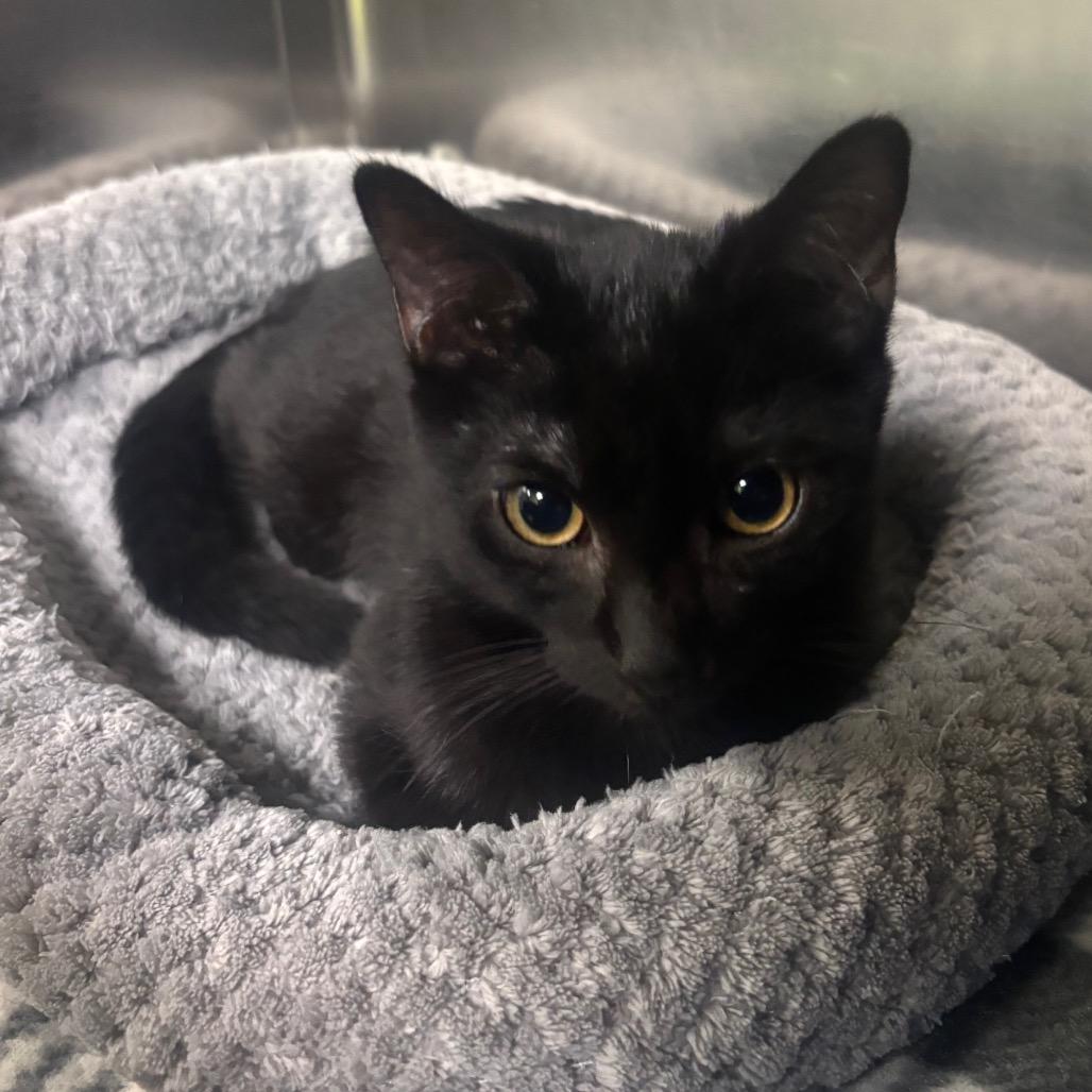 Splash (Bonded to Splish), a Adoptable Domestic Short Hair in Canastota, NY image 2/3