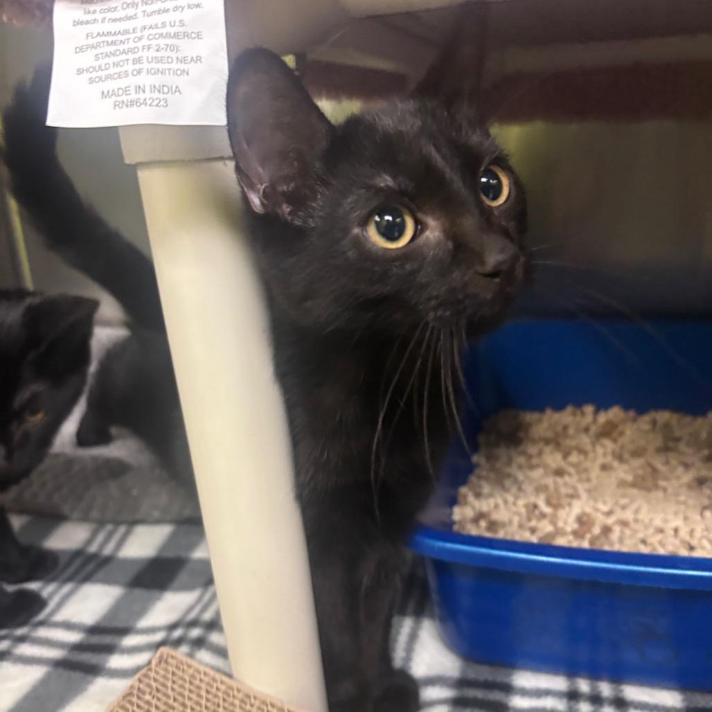 Splash (Bonded to Splish), a Adoptable Domestic Short Hair in Canastota, NY image 3/3