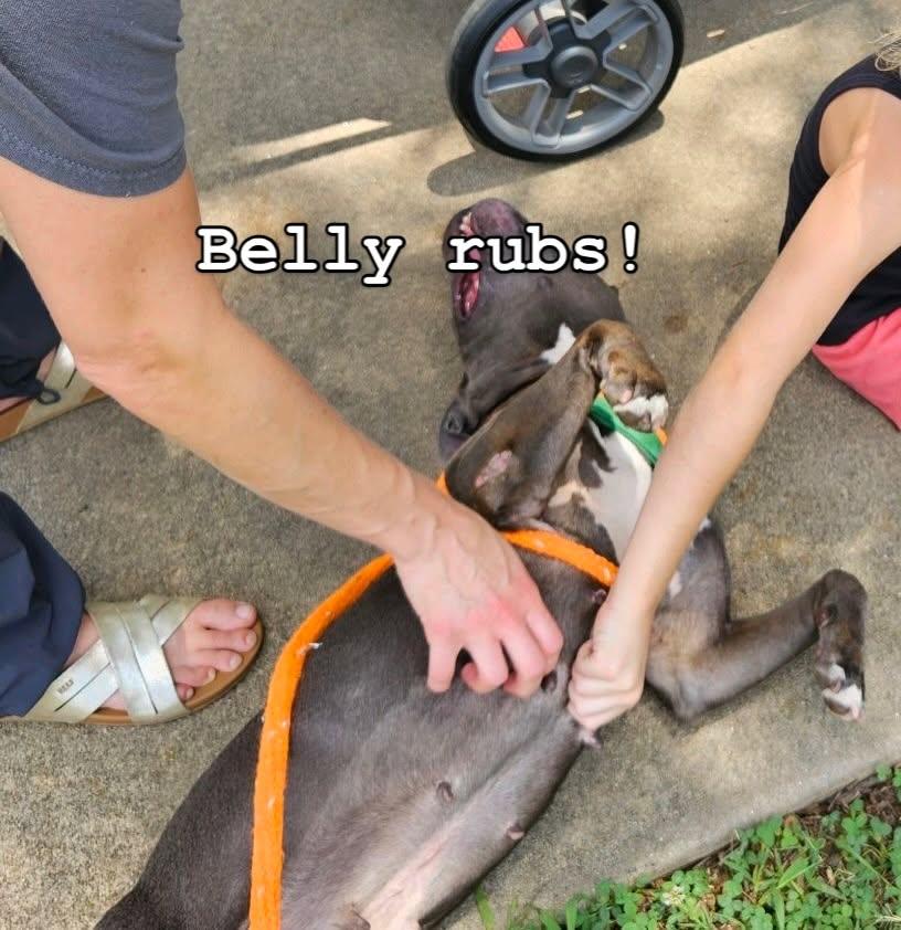 Enlarge Prissy, a ADOPTABLE Mixed Breed in Athens, GA image 4/4