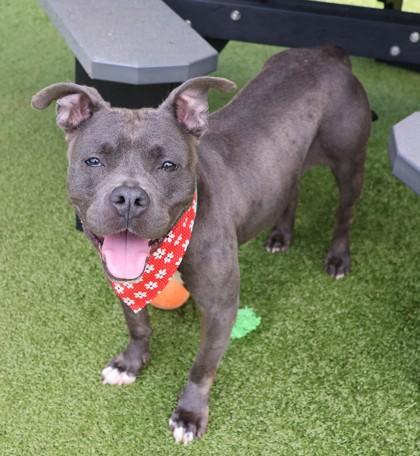 Enlarge Prissy, a ADOPTABLE Mixed Breed in Athens, GA image 2/4