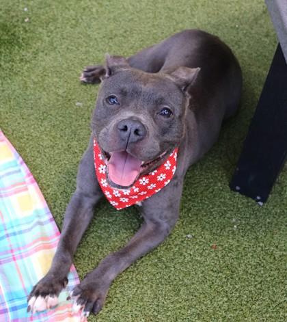 Enlarge Prissy, a ADOPTABLE Mixed Breed in Athens, GA image 3/4