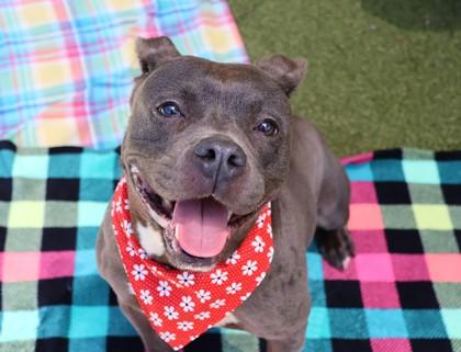 Prissy, ADOPTABLE, Adult Female Mixed Breed.