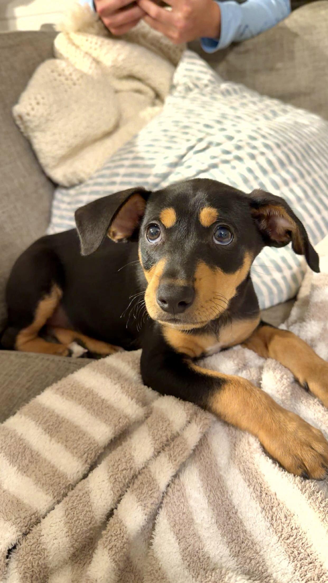 Biscotti, Adoptable, Puppy Male Rat Terrier & Labrador Retriever.