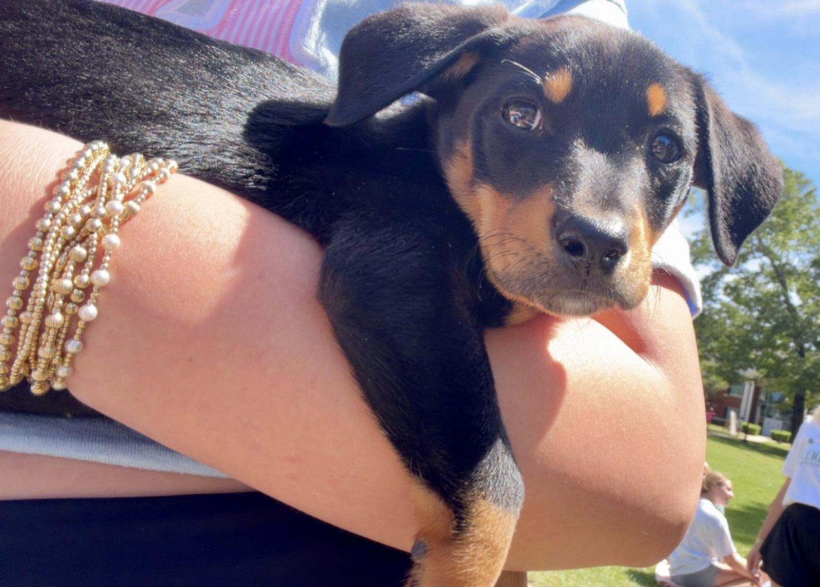 Biscotti, Adoptable, Puppy Male Rat Terrier & Labrador Retriever.