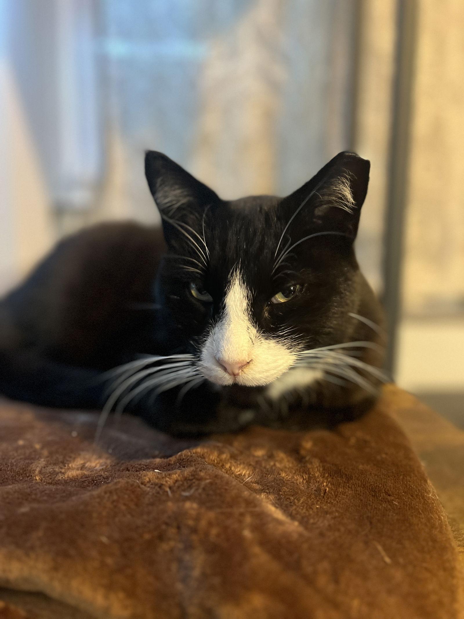 Pops, Adoptable, Adult Male Domestic Short Hair.