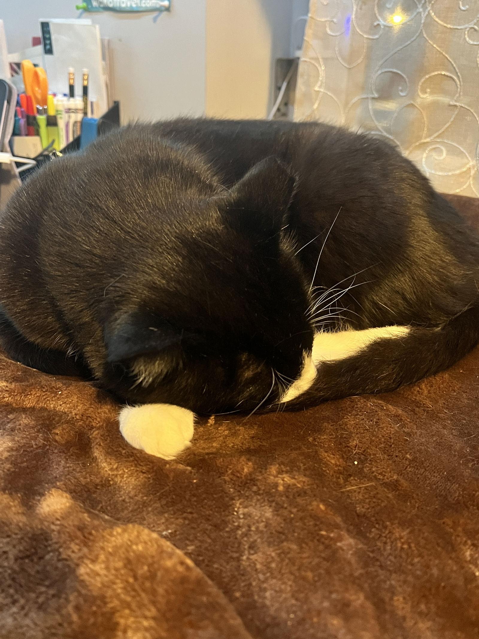 Pops, Adoptable, Adult Male Domestic Short Hair.