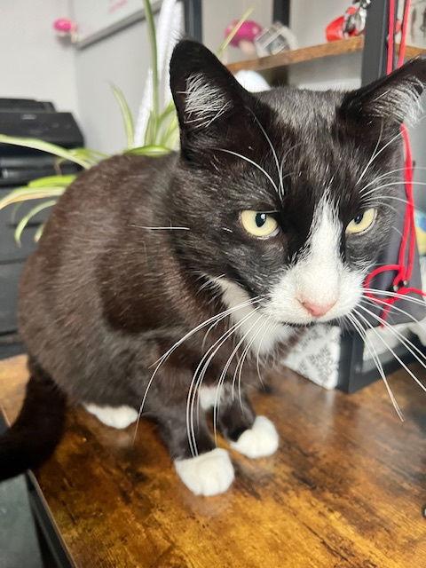 Enlarge Pops, a Adoptable Domestic Short Hair in Philadelphia, PA image 3/3