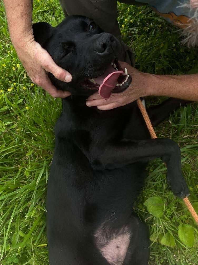 JIGGS, Adoptable, Young Male Labrador Retriever.