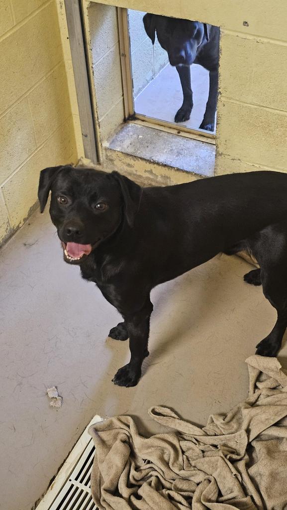 Enlarge JIGGS, a Adoptable Labrador Retriever in Crossville, TN image 1/1