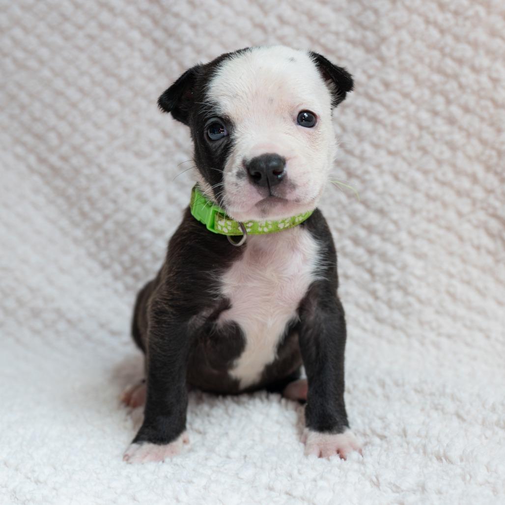Sir, Adoptable, Puppy Male Black Labrador Retriever & Rottweiler.