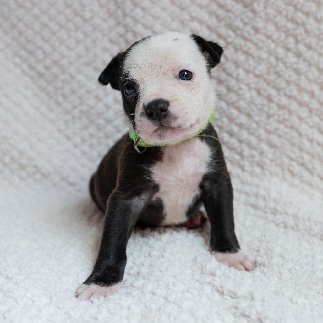 Enlarge Sir, a Adoptable mixed breed in Fulton, MO image 3/3
