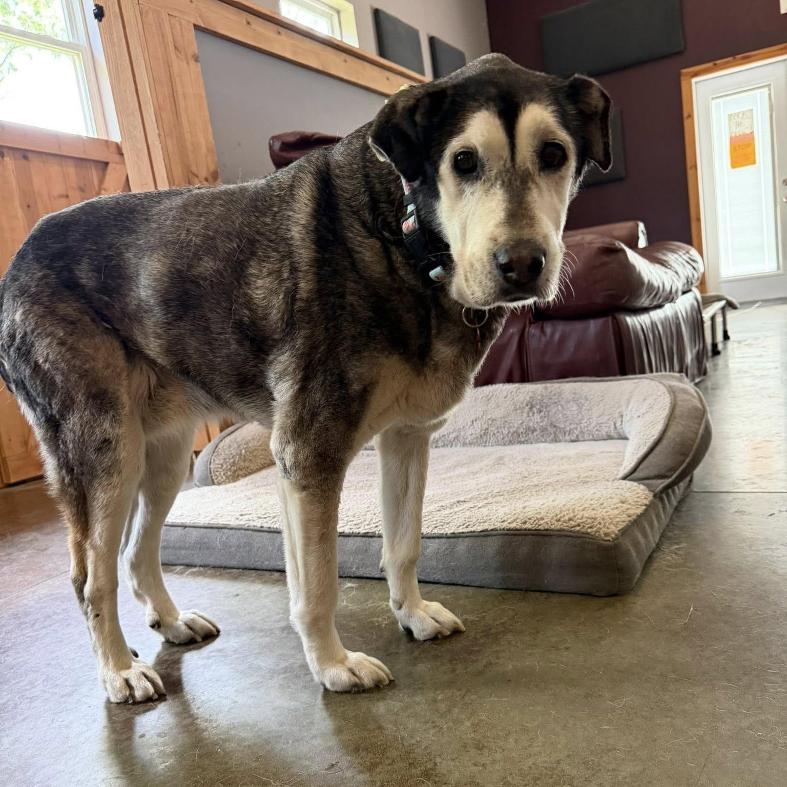 Enlarge Ladybug, a ADOPTABLE mixed breed in Shawnee, KS image 4/4