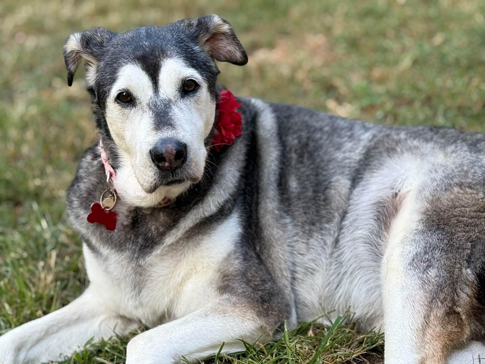 Enlarge Ladybug, a Adoptable mixed breed in Shawnee, KS image 5/5