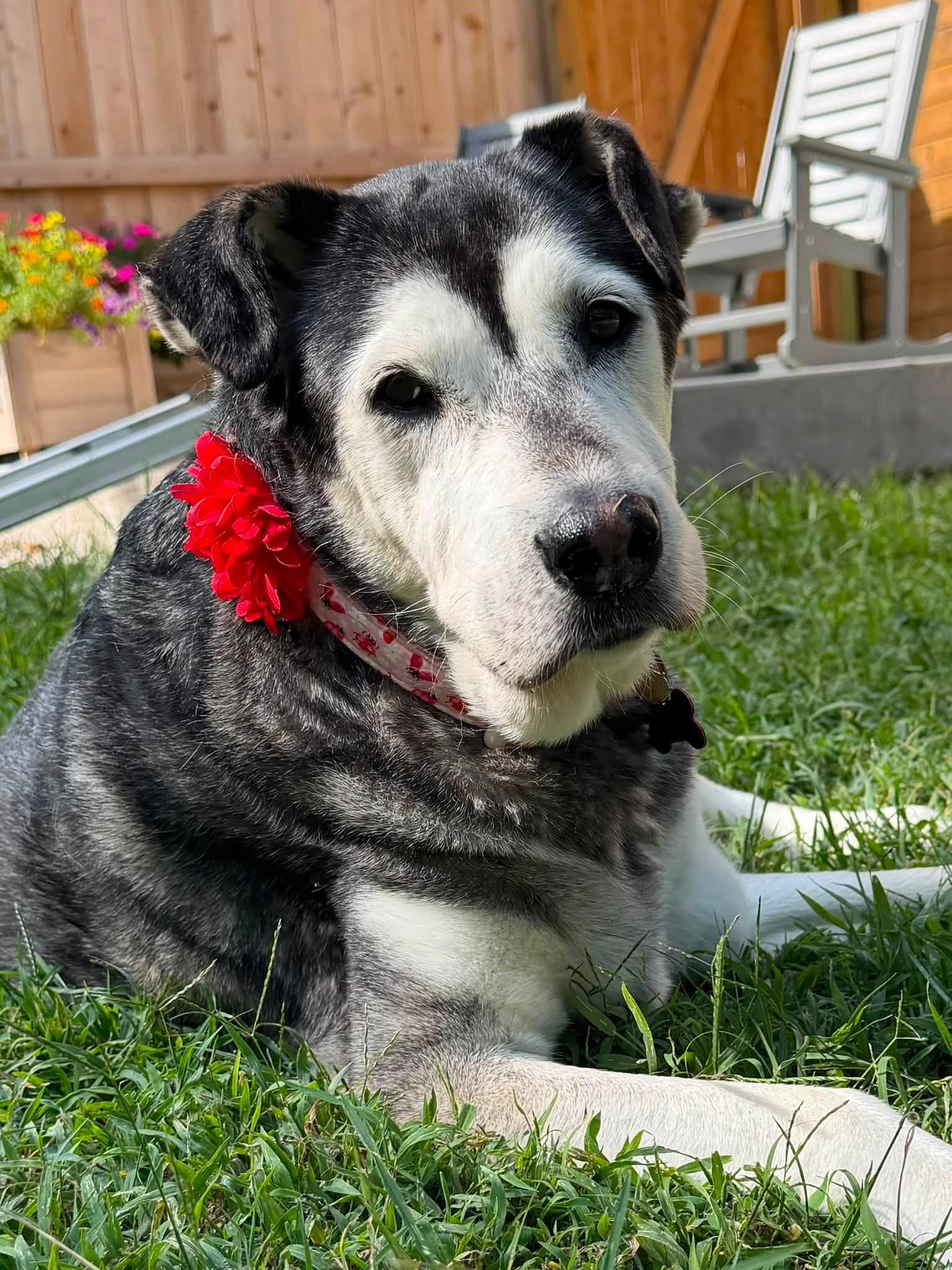 Ladybug, Adoptable, Senior Female Alaskan Malamute.
