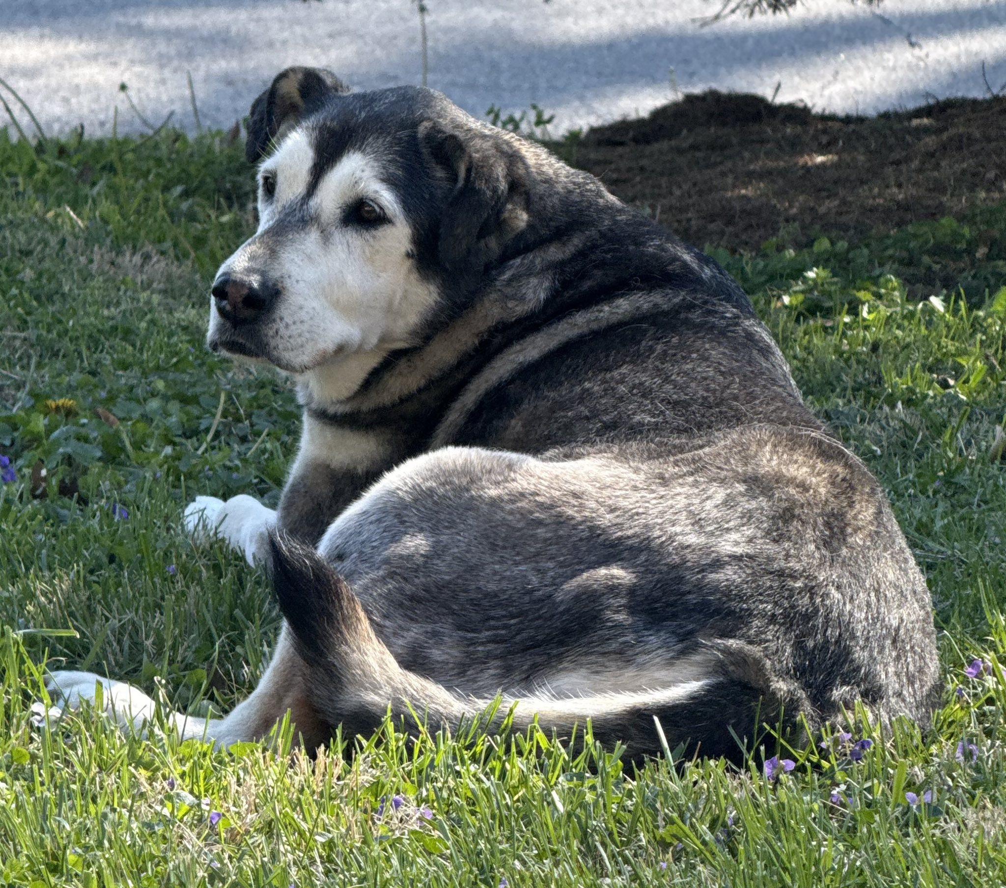 Enlarge Ladybug, a ADOPTABLE mixed breed in Shawnee, KS image 3/4