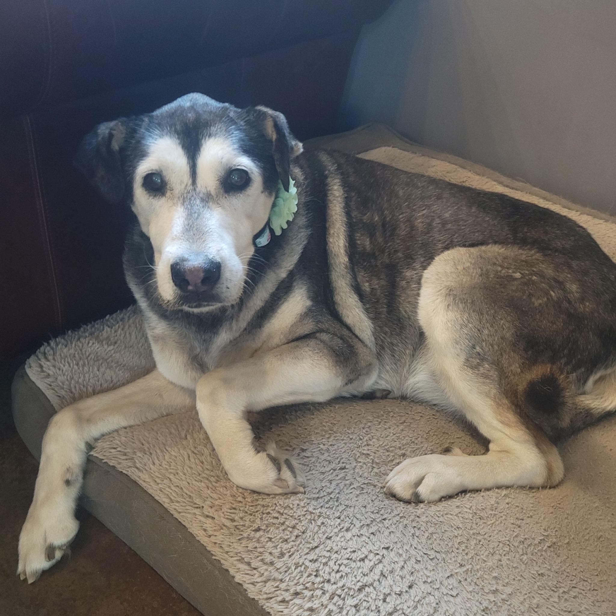 Ladybug, ADOPTABLE, Senior Female Alaskan Malamute.