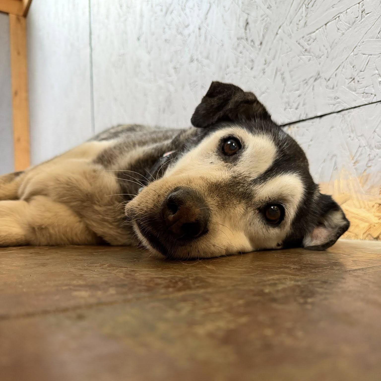 Enlarge Ladybug, a ADOPTABLE mixed breed in Shawnee, KS image 2/4