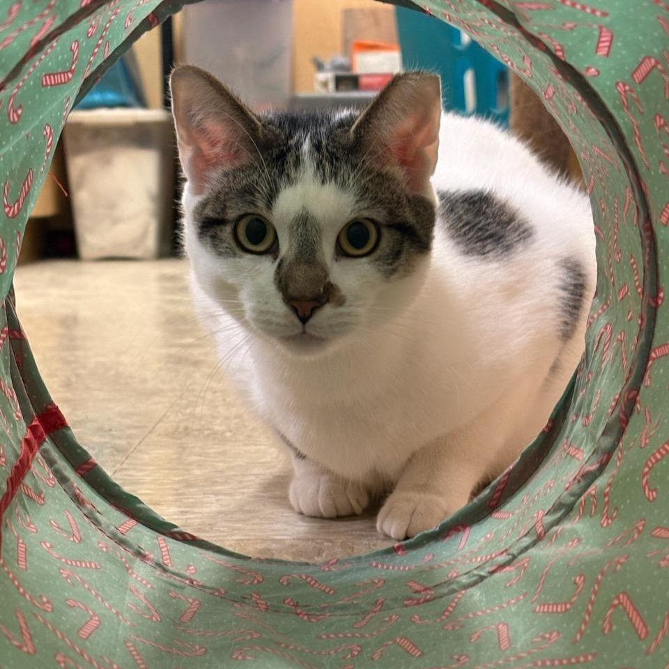 0925-131 Star, Adoptable, Young Female Domestic Short Hair.