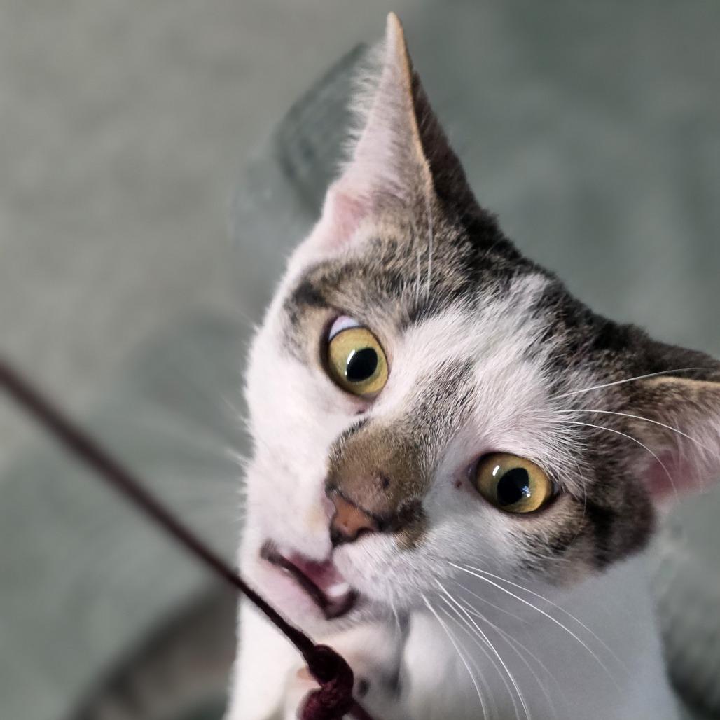 Enlarge 0925-131 Star, a Adoptable Domestic Short Hair in Abingdon, MD image 1/6