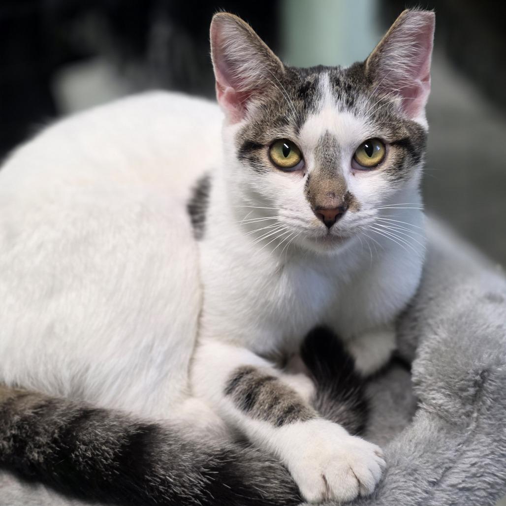 Enlarge 0925-131 Star, a Adoptable Domestic Short Hair in Abingdon, MD image 2/6