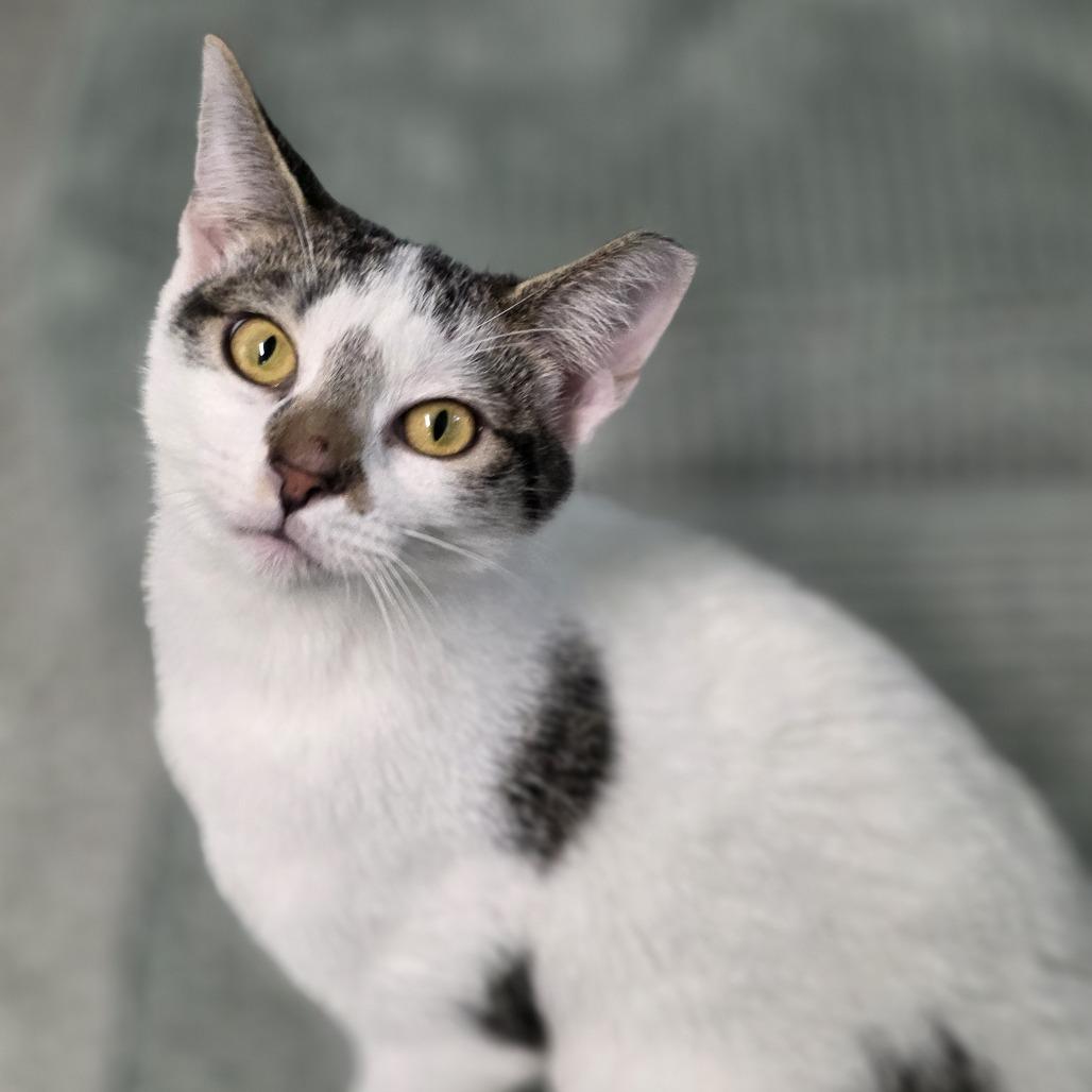 Enlarge 0925-131 Star, a Adoptable Domestic Short Hair in Abingdon, MD image 3/6