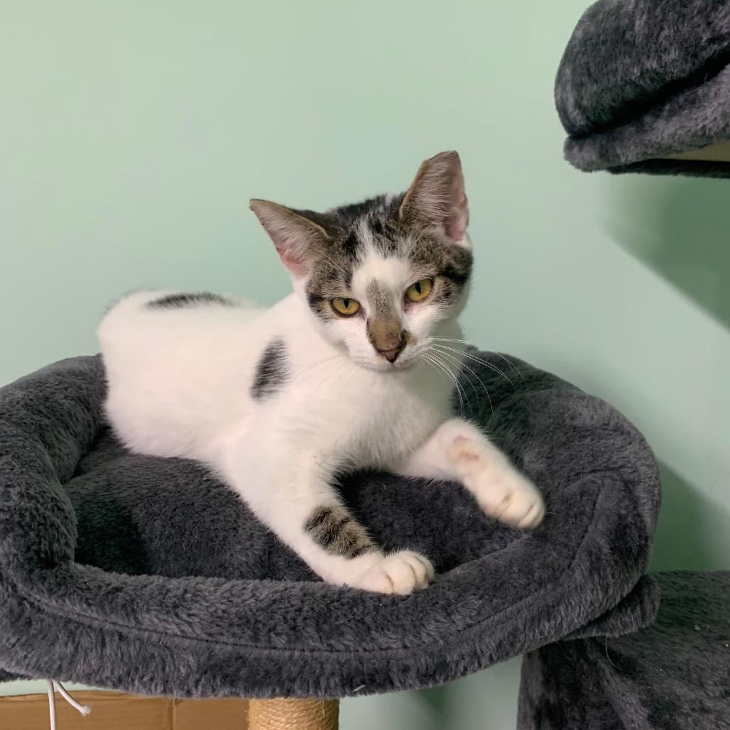 Enlarge 0925-131 Star, a Adoptable Domestic Short Hair in Abingdon, MD image 4/6