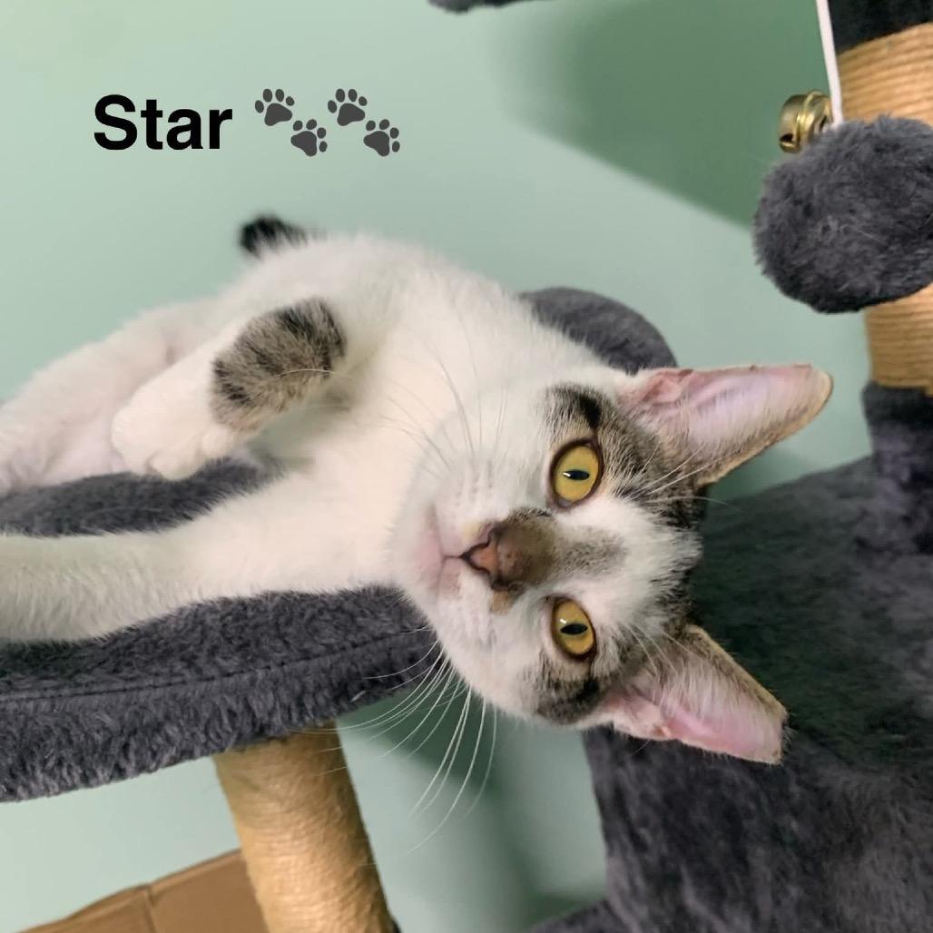 Enlarge 0925-131 Star, a Adoptable Domestic Short Hair in Abingdon, MD image 5/6