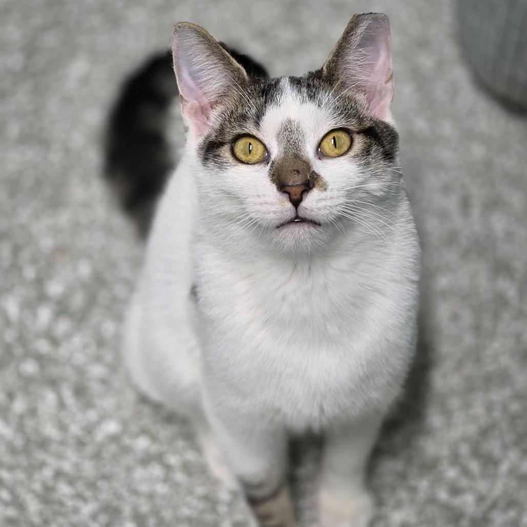 Enlarge 0925-131 Star, a Adoptable Domestic Short Hair in Abingdon, MD image 6/6