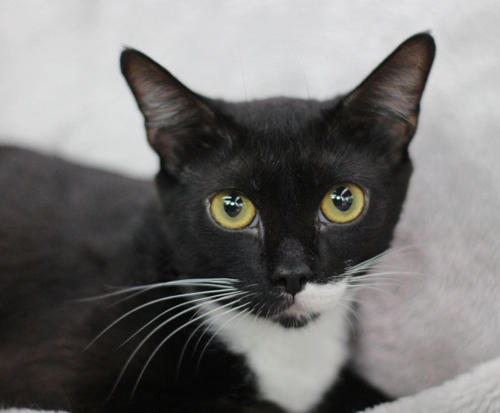 Boots M, Adoptable, Adult Female Domestic Short Hair.