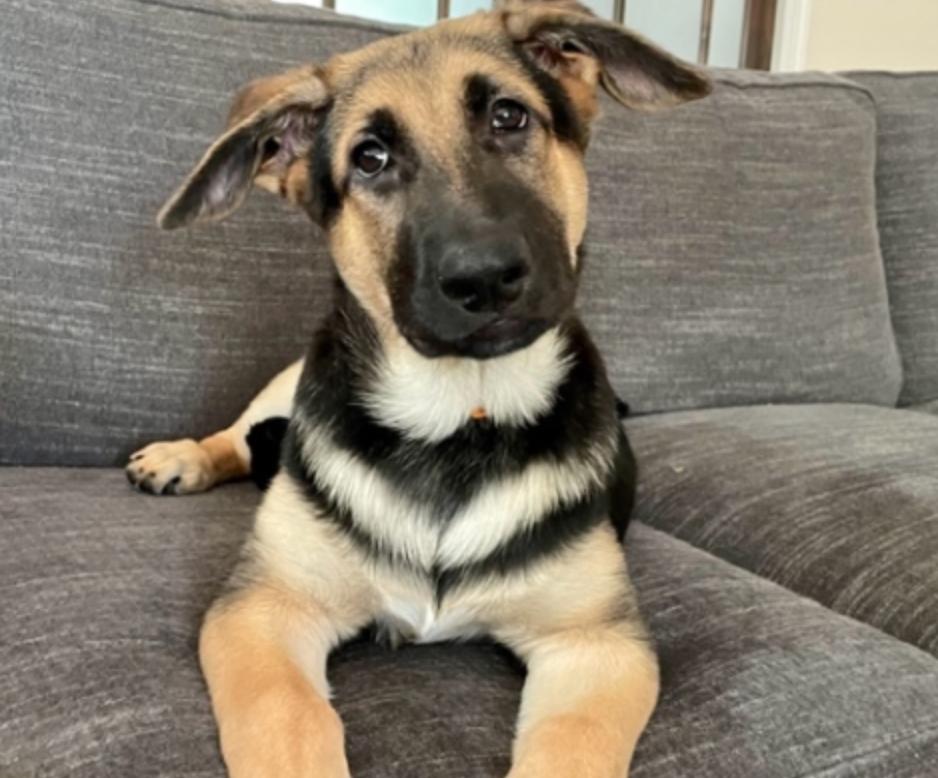 Ranger, Adopted, Puppy Male German Shepherd Dog & Belgian Shepherd / Malinois.