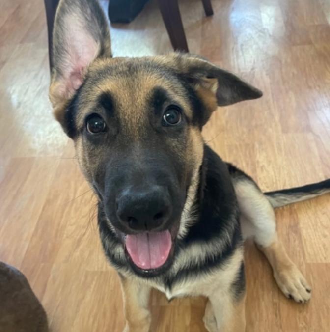 Ranger, a Adopted mixed breed in Manchaca, TX image 3/6