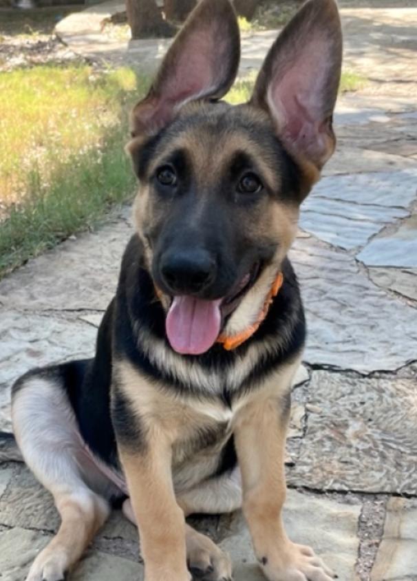 Ranger, a Adopted mixed breed in Manchaca, TX image 4/6