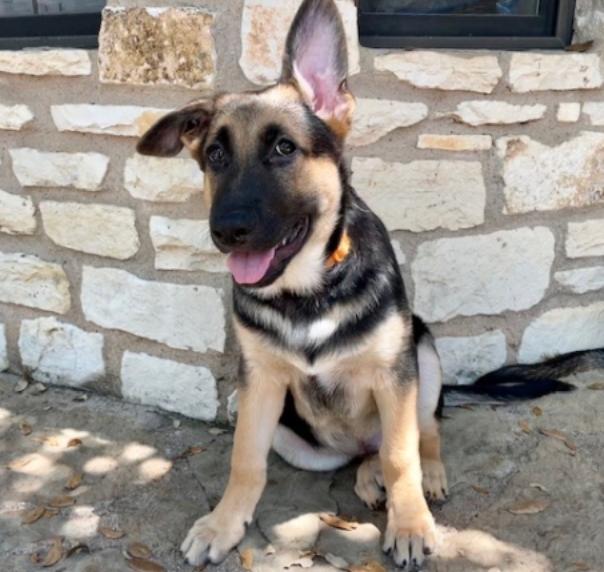 Ranger, a Adopted mixed breed in Manchaca, TX image 5/6
