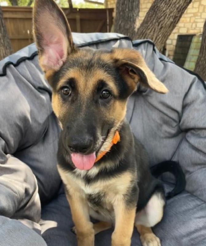 Ranger, a Adopted mixed breed in Manchaca, TX image 6/6